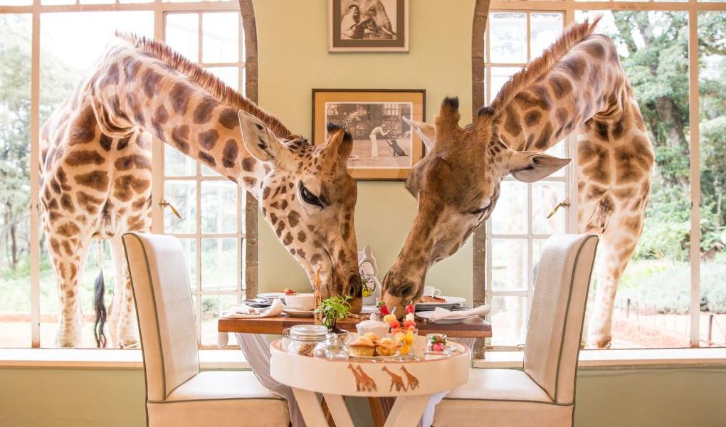 Giraffe Manor in Kenya is one of the top bucket list holidays