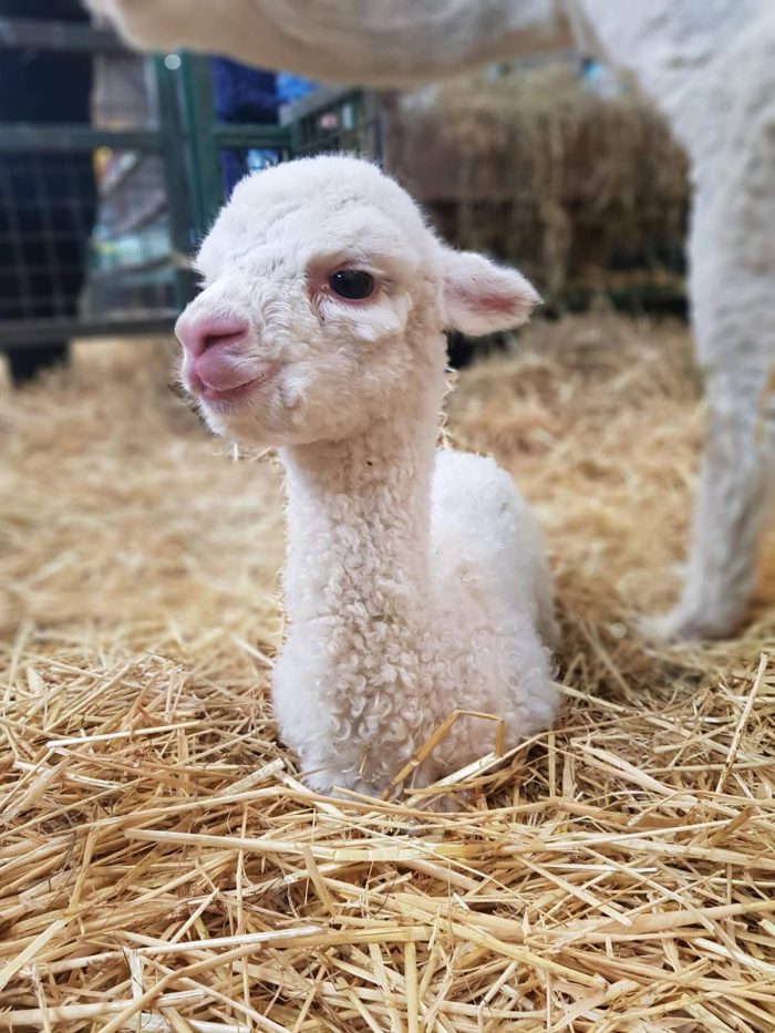 baby alpaca at Streamvale Open Farm, Belfast