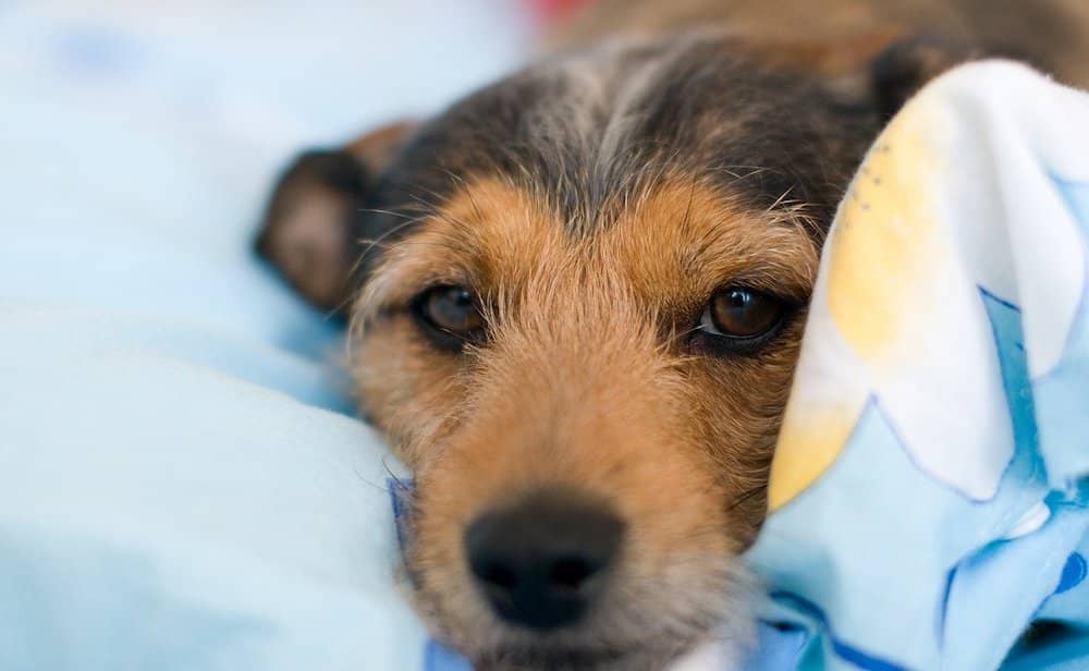 dog friendly Airbnbs in Ireland