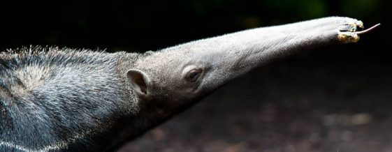 Giant anteater at Belfast Zoo