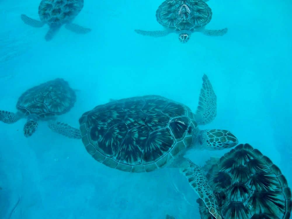 Swimming with the turtles in Akumal