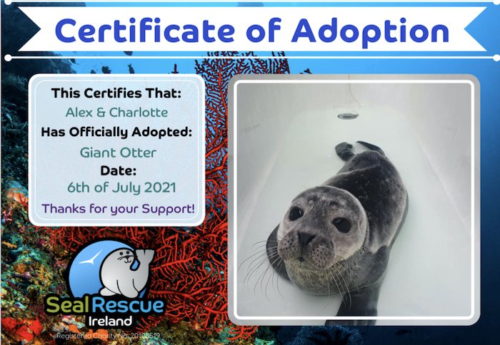 Adopt a seal at the Seal Rescue Centre is one of the top things to do in Wexford with kids