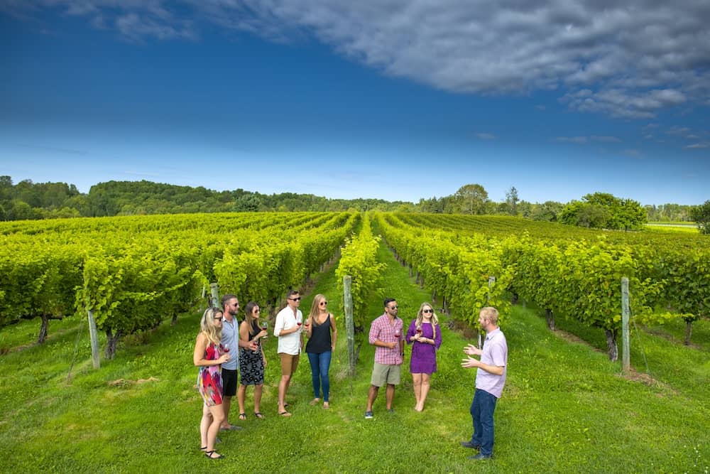 vineyard in Nova Scotia