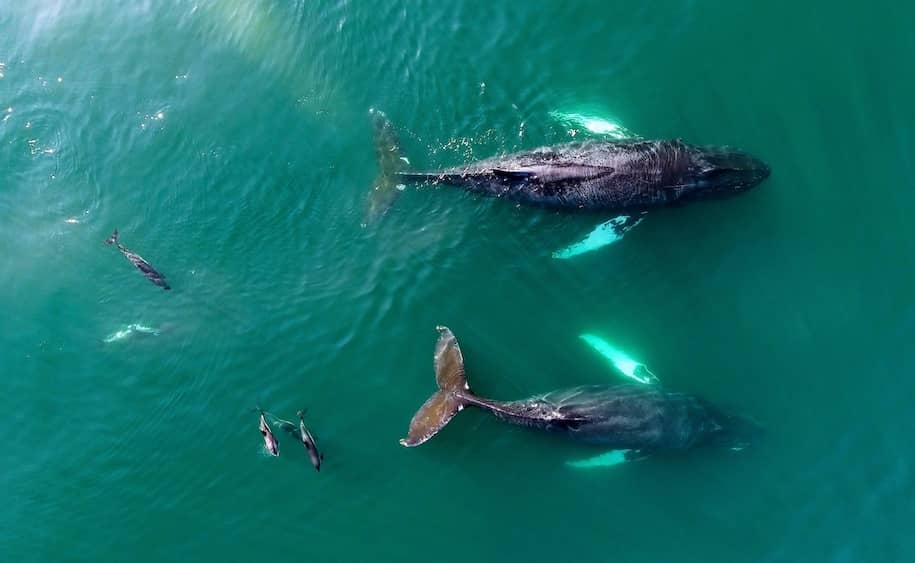 whale watching in Nova Scotia